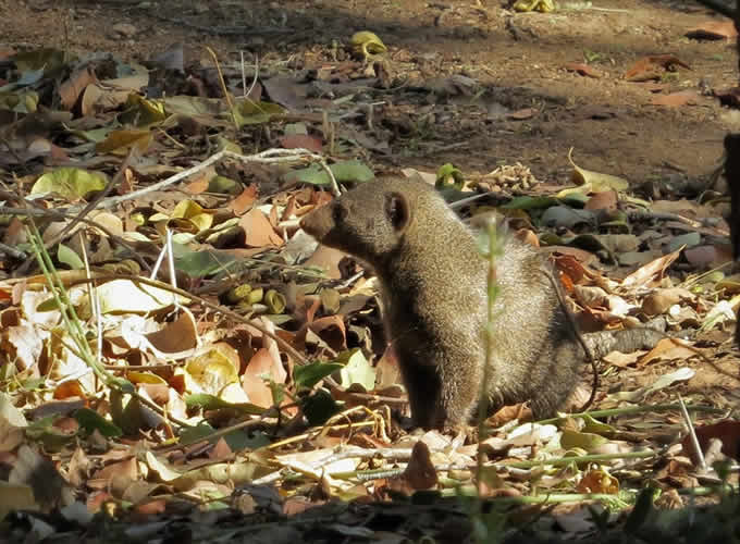 Mangusto, um dos animais avistados no acampamento Berg en Dal em Kruger Mangusto, um dos animais avistados no acampamento Berg en Dal em Kruger